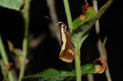 Harpella forficella