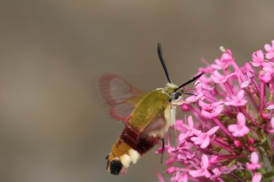 Hemaris fuciformis
