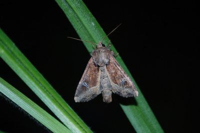 Helotropha leucostigma