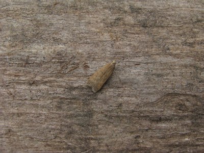 Helcystogramma lutatella