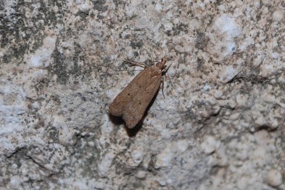 <i>Helcystogramma lutatella</i>