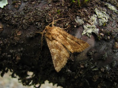 Conisania luteago