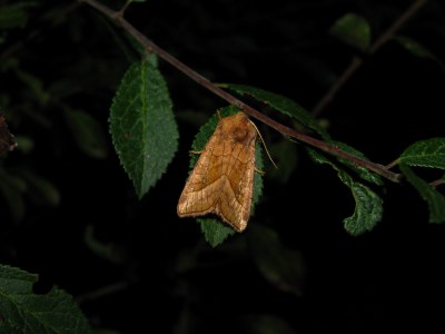 Noctuelle de la Pomme de Terre  (<i>Hydraecia micacea</i>)