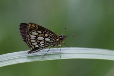 Heteropterus morpheus