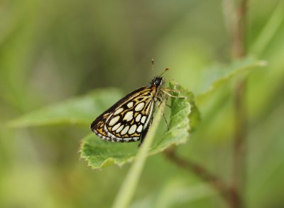 Miroir  (<i>Heteropterus morpheus</i>)