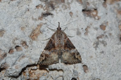 Hypena obsitalis