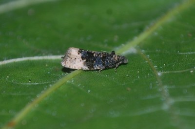 <i>Hedya ochroleucana</i>