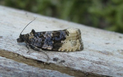 <i>Hedya ochroleucana</i>