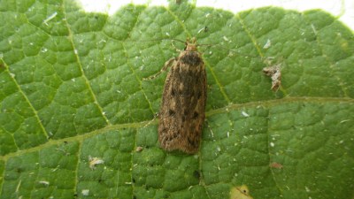 Hofmannophila pseudospretella