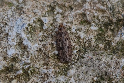 Hofmannophila pseudospretella