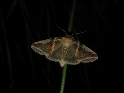 Habrosyne pyritoides
