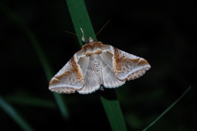 Habrosyne pyritoides