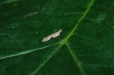 Hypatima rhomboidella