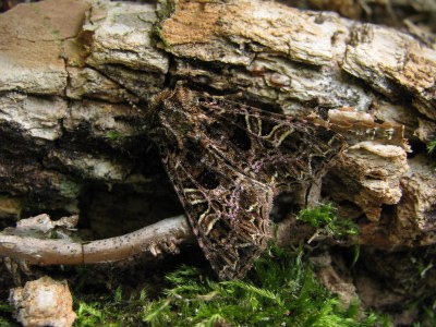 Sideridis rivularis