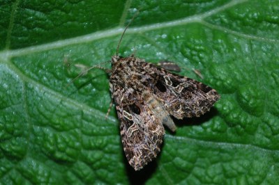 Noctuelle du Cucubale 