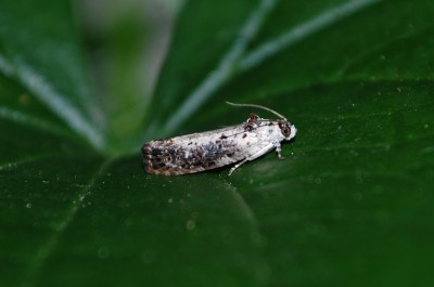 Hedya salicella