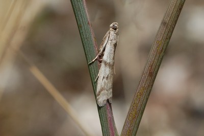 Homoeosoma sinuella