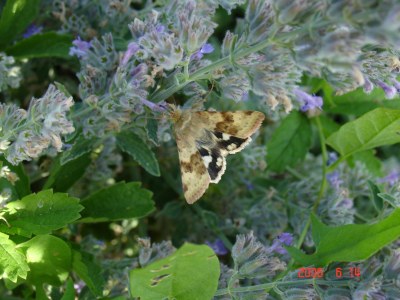 Heliothis viriplaca