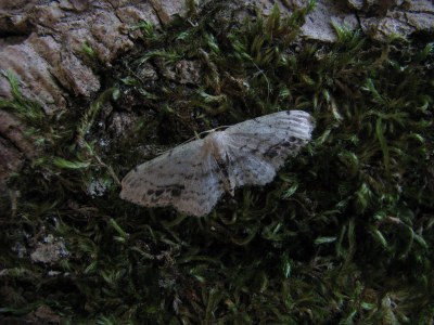 Idaea dimidiata