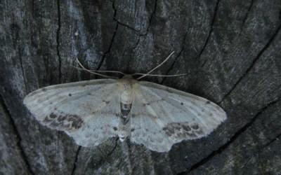 Acidalie écussonnée  (<i>Idaea dimidiata</i>)