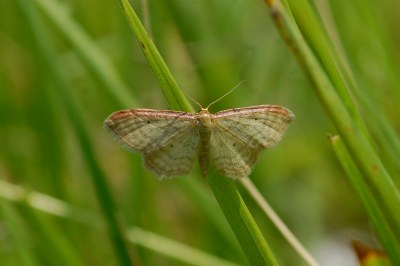 Idaea humiliata