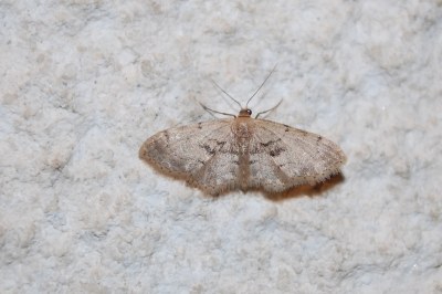 Acidalie des herboristes  (<i>Idaea laevigata</i>)