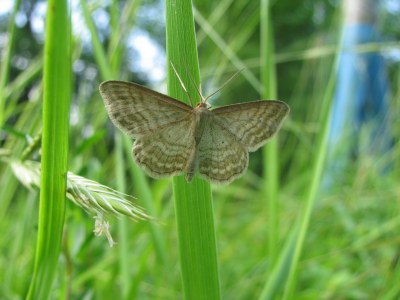 Idaea macilentaria