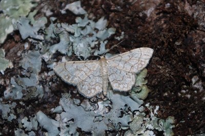 Idaea moniliata