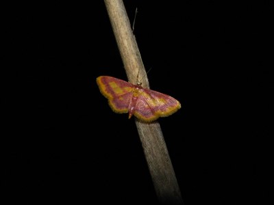Idaea muricata