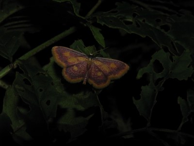 Idaea muricata
