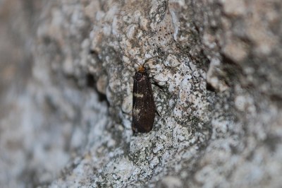 <i>Incurvaria pectinea</i>