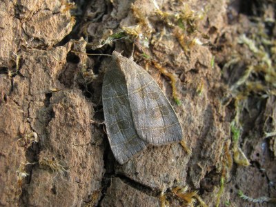Ipimorpha subtusa