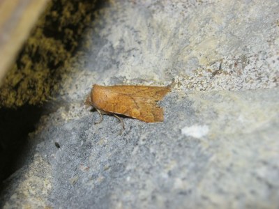 Xanthie safranée  (<i>Jodia croceago</i>)