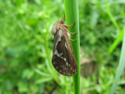 Korscheltellus lupulinus