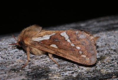 Louvette 