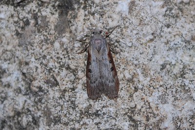 Lamoria anella