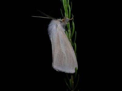 Laelia coenosa