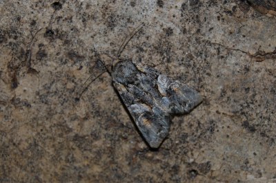 Noctuelle contiguë 
