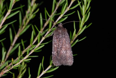 Noctuelle brique 