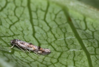 <i>Mompha miscella</i>