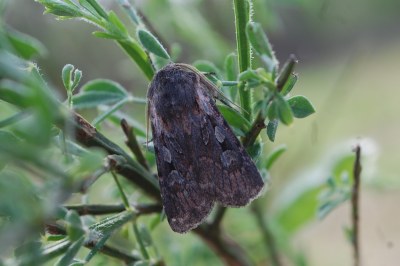 Noctuelle de la Callune 