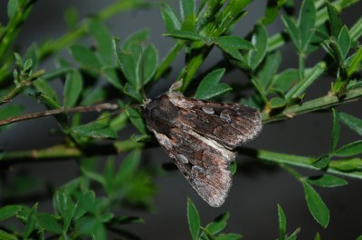Noctuelle de la Callune 