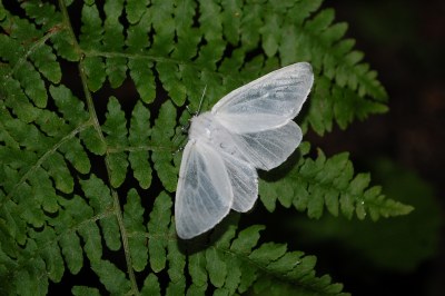 Bombyx du Saule  (<i>Leucoma salicis</i>)