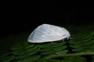Bombyx du Saule 