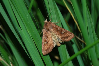 Noctuelle du Thélyptéris  (<i>Lacanobia splendens</i>)