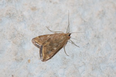 <i>Loxostege sticticalis</i>
