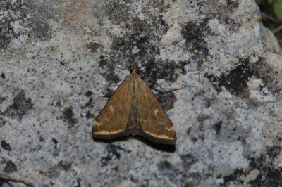 Loxostege sticticalis