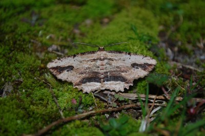 Boarmie pétrifiée  (<i>Menophra abruptaria</i>)