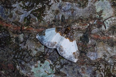 Mesoleuca albicillata