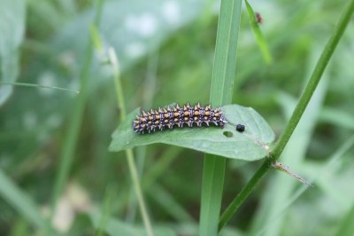 Melitaea athalia